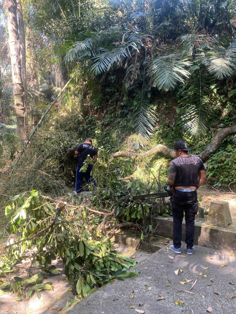 Pohon Tumbang di Banjar Pengiasan, Desa Mambal, Kecamatan Abiansemal Tanggal 02 November 2023